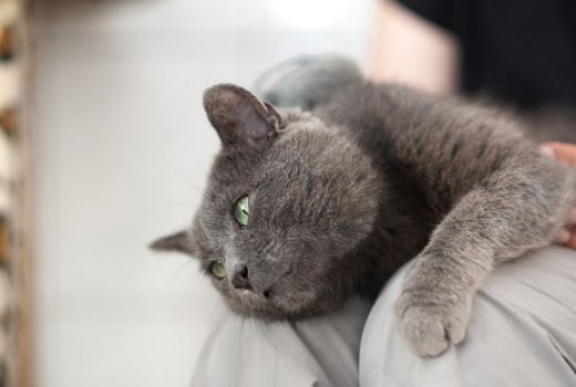 Sir Lionel, Kartäuser, 2010