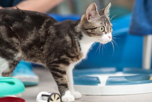 Xenia, EKH, 2014- vermittelt