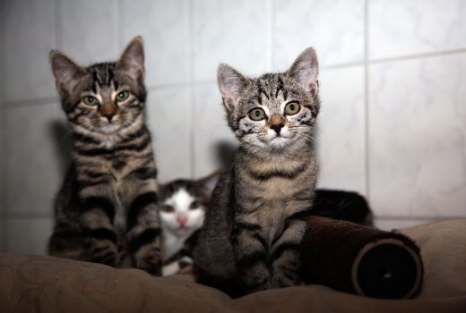 Kitten und Jungkatzen, EKH, 2015