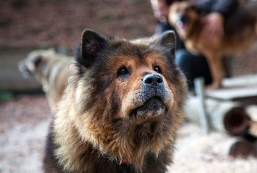 Chedy, Eurasier, 2010