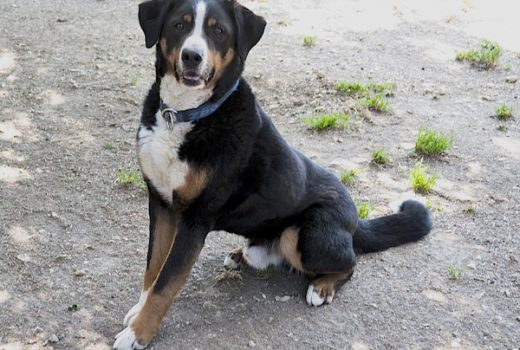 Boris, Appenzeller, 2006