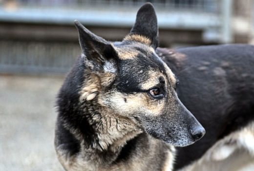 Yoshi, Schäferhund, 2006