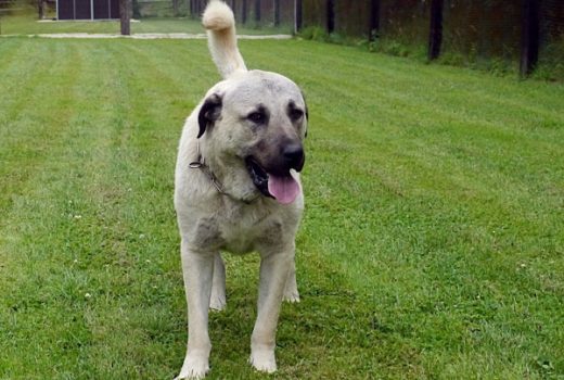 Bärli, Kangal, 2009