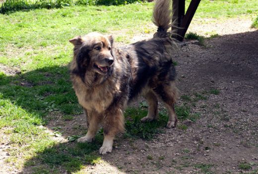 Marco, Eurasier, 2002