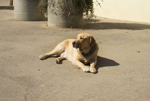 Oscar, Labrador, 2005