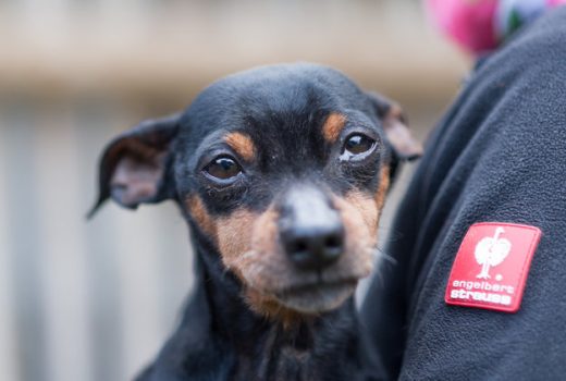 Benni, Rehpinscher, 2007