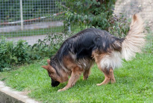 Rex, Schäferhund, 2014