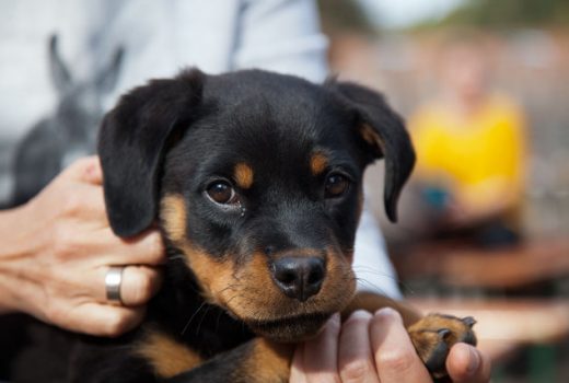 Sarotti, Rottweiler, 2015