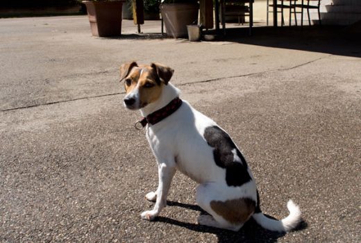 Nero, Jack Russel, 2007