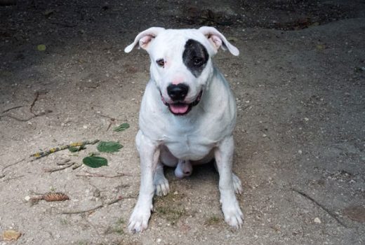 Odin, Dogo Argentino, 2009
