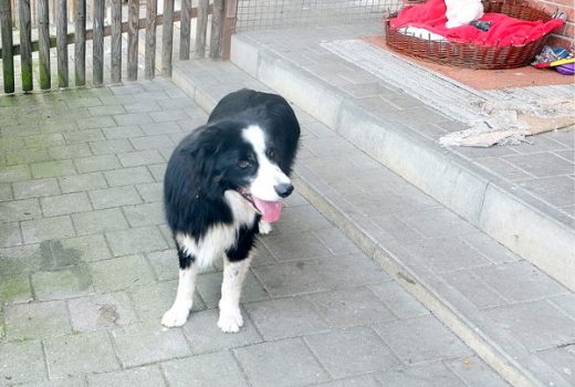 Justy, Border Collie, 2006