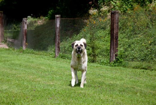 Anouk, Kangal, 2006