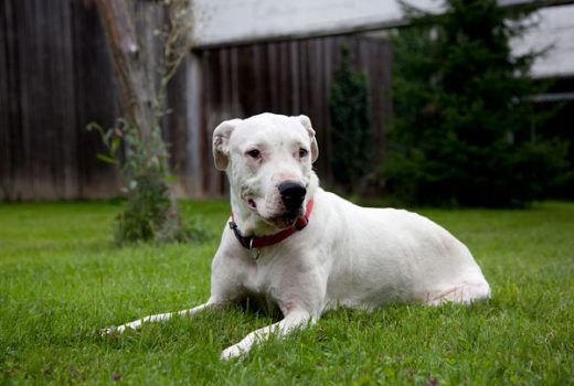 Devi, Dogo Argentino, 2009