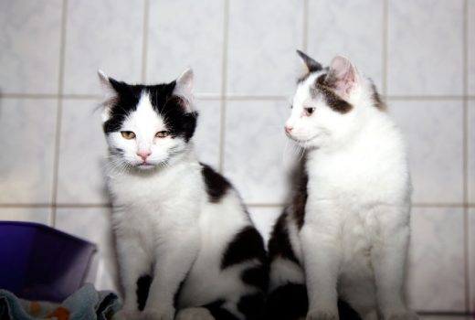 Dario und David, EKH, 2015