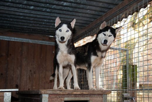 Alex und Lisa, Husky