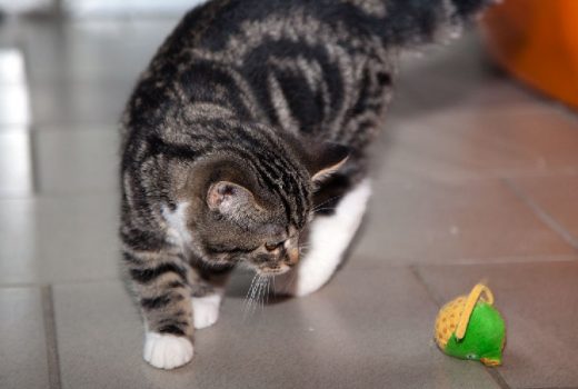 Max und Moritz, EKH, 2015