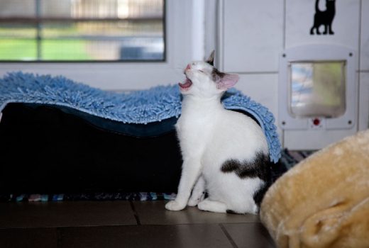 Salka und Alke, EKH, 2015