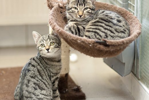 Oxana und Chester, EKH, 2015