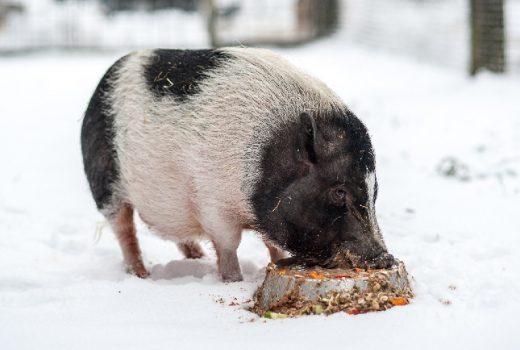 Piggy, Mini-Pig, ca. 2013