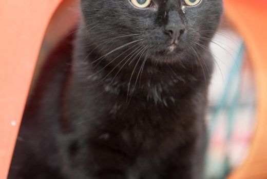 Lothar und Lotta, EKH, 2015