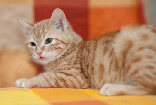 Rino und Rita, EKH, 2015