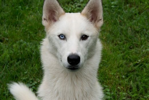 Dingo, Husky, 2011