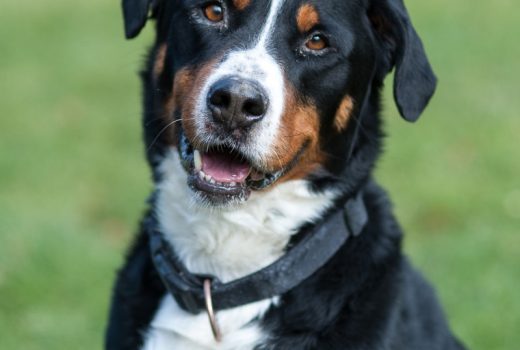 Rocky, Appenzeller, 2010