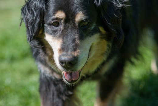 Bruno, Fundhund