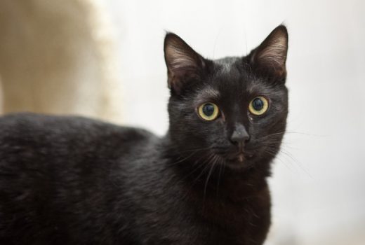 Lukas, EKH, ca. 2014