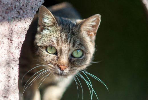 Klara, EKH, unbekannt