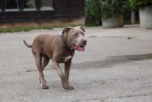 Clyde , Pitbull, Januar 2016
