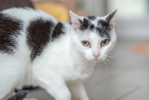 Flecki, EKH – vermittelt