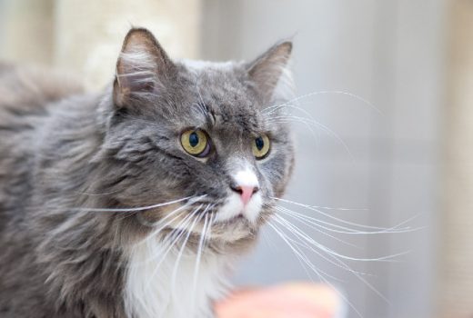 Jacky, Maine Coon, 2004