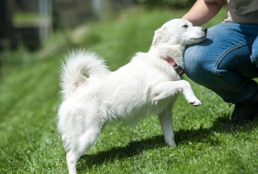 Lilli, Spitz, 2015