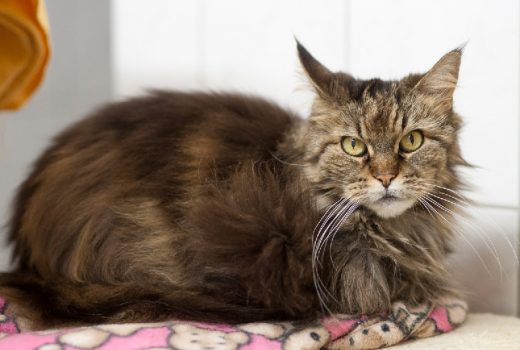 Sheila, Maine Coon, geb. 2002