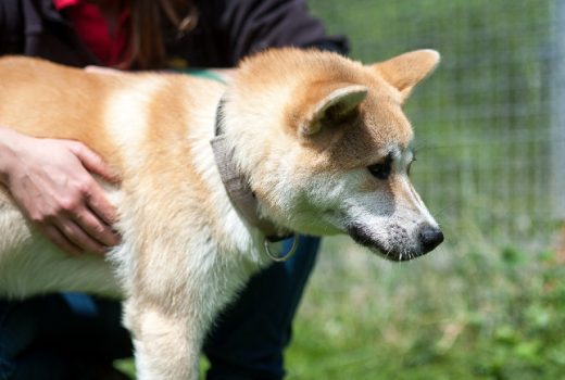 Yuki, Akita Inu, 2015