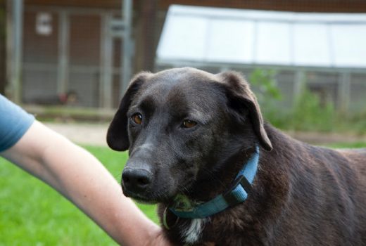 Ronny, Labrador-Mix, 2012