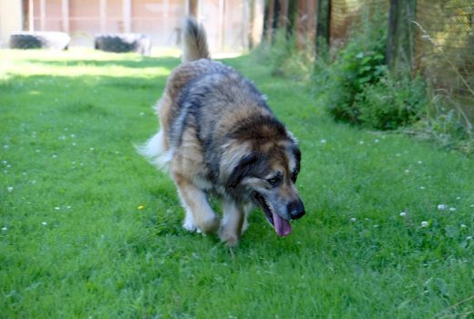 Marie, Leonberger Mischling, 2009