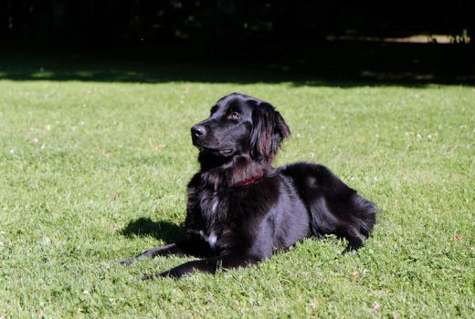 Kira, Settermix, 2015