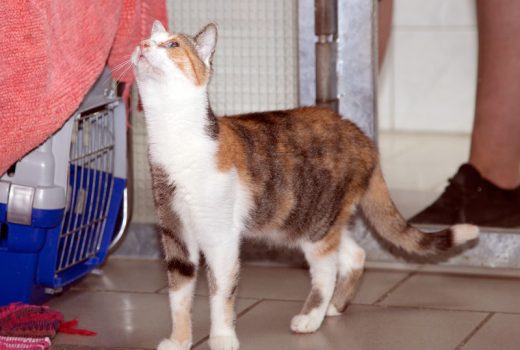 Philomena, EKH, ca. 2013