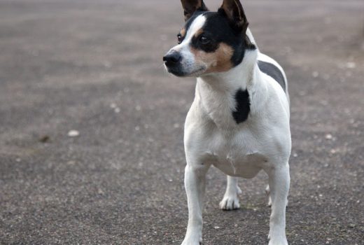 Felix, Terrier Mix, 2009