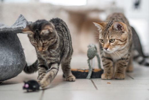 Kitten und Jungkatzen, EKH, 2016