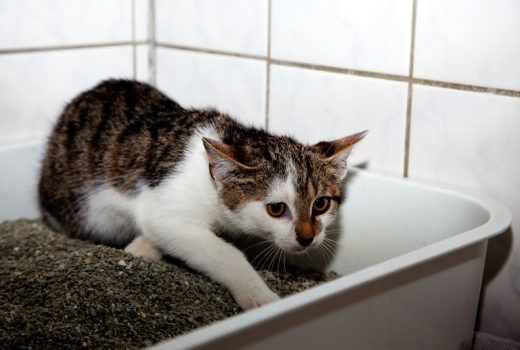 Willy & Maya, EKH, Mai 2016