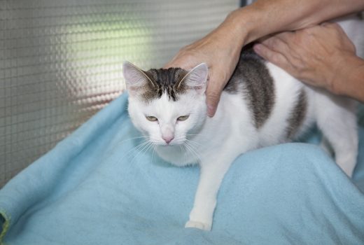 Mimi, EKH, 01.05.2015