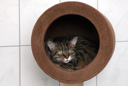 Shine, EKH, 01.05.2015