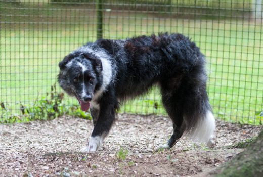 Tessa, Border Collie, 2011 – vermittelt