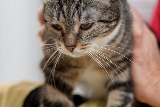 Anton, EKH, geb. 2010