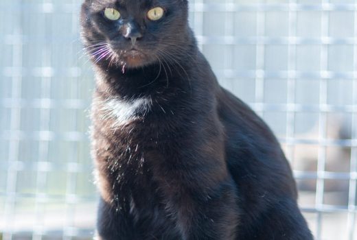 Eddy, EKH, geb. 2013