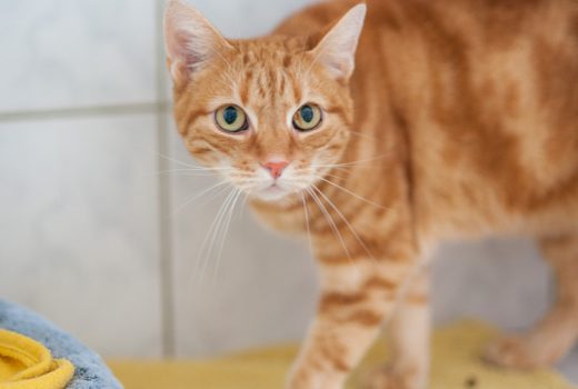 Jana, EKH, geb. 2012