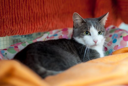 Mira, EKH, geb. 25.07.2012